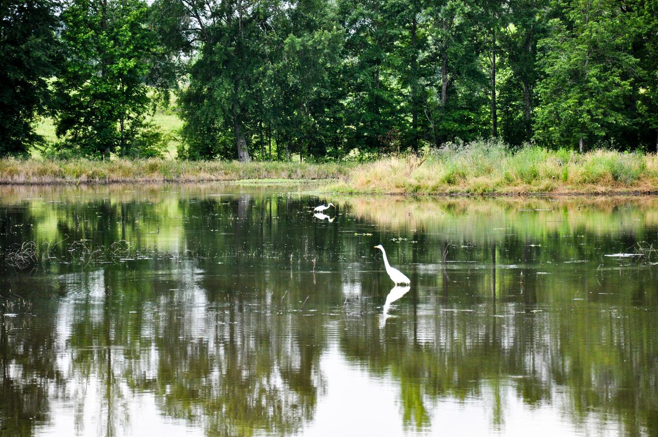 Image: WRP Sabine Parish, Louisiana