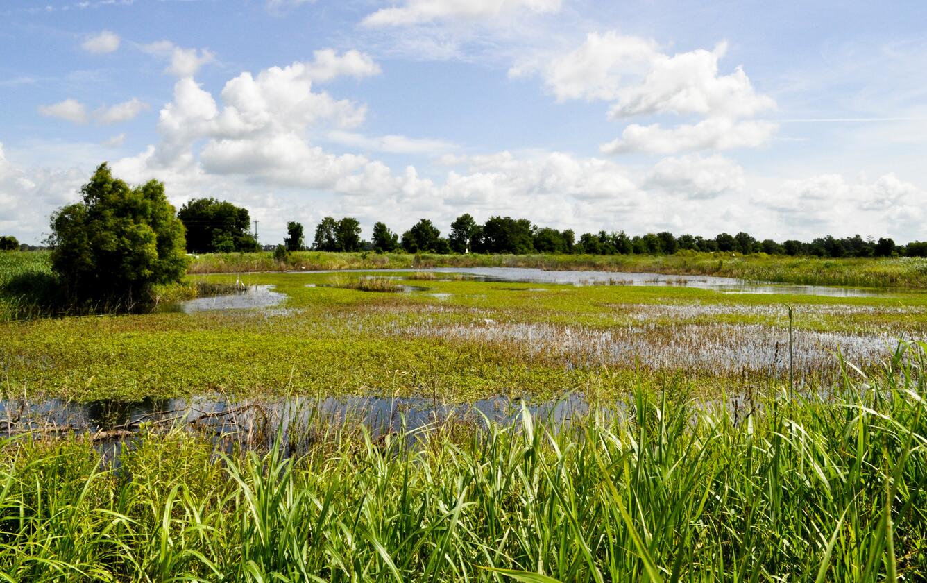 Image: WRP St. Landry Parish, Louisiana