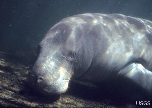 Image: A Manatee in Florida