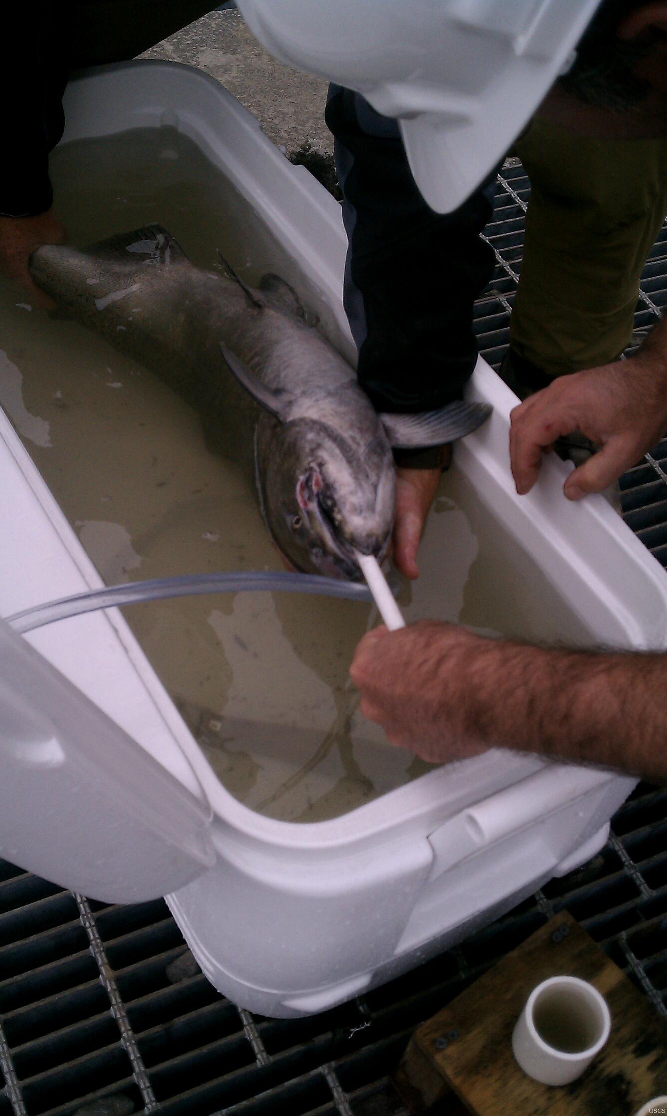 Image: Gastric Radio Tagging an Adult Chinook