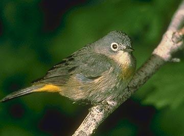 Image: Virginia's Warbler