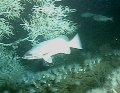 video thumbnail: Wreckfish (Polyprion americanus)