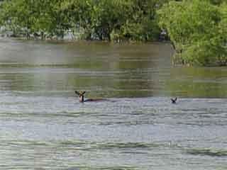 video thumbnail: Wildlife Affected by Flooding in Waverly