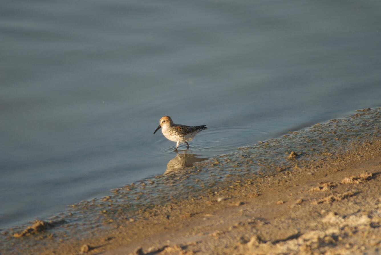 Image: Western Sandpiper