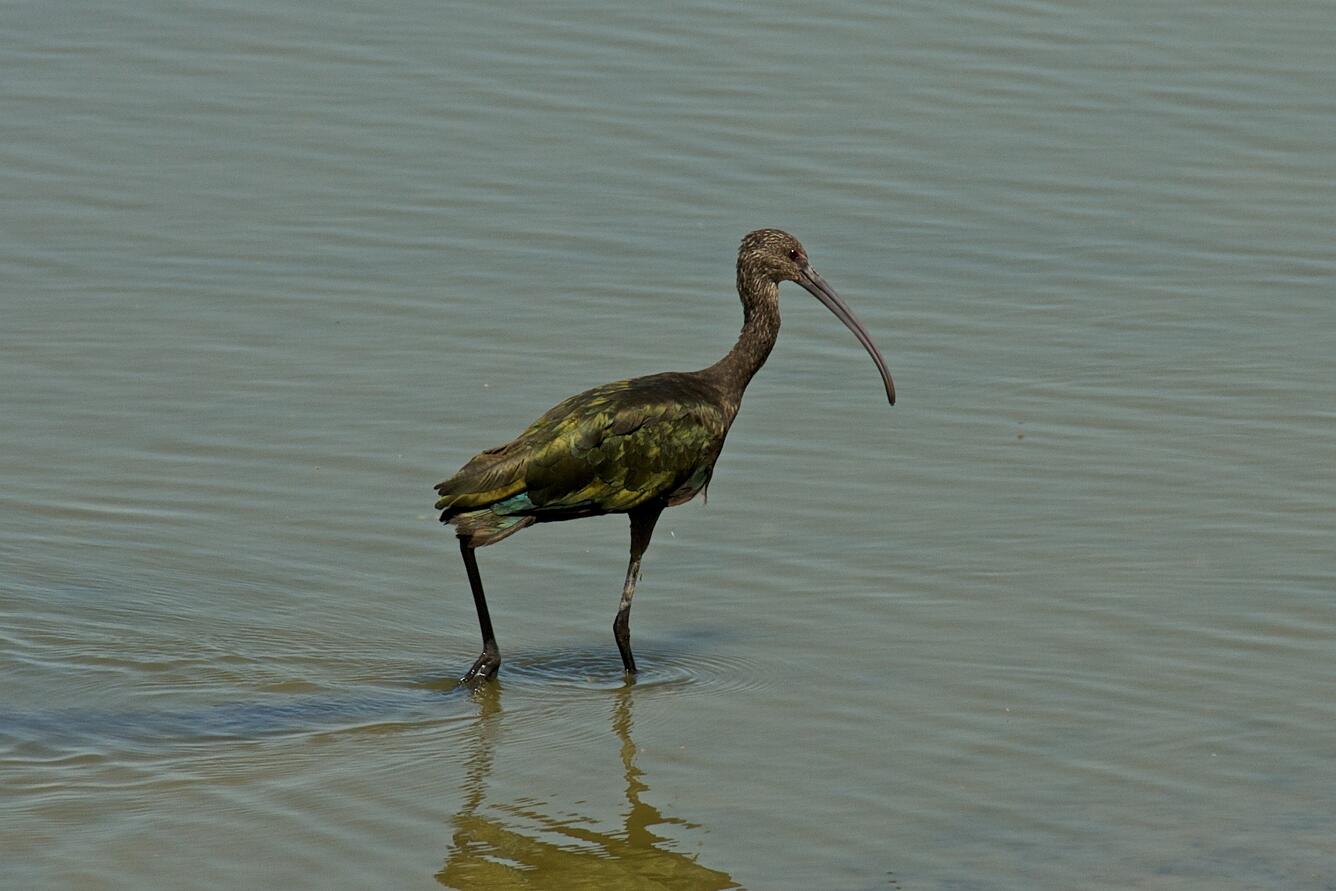 Image: White-faced Ibis