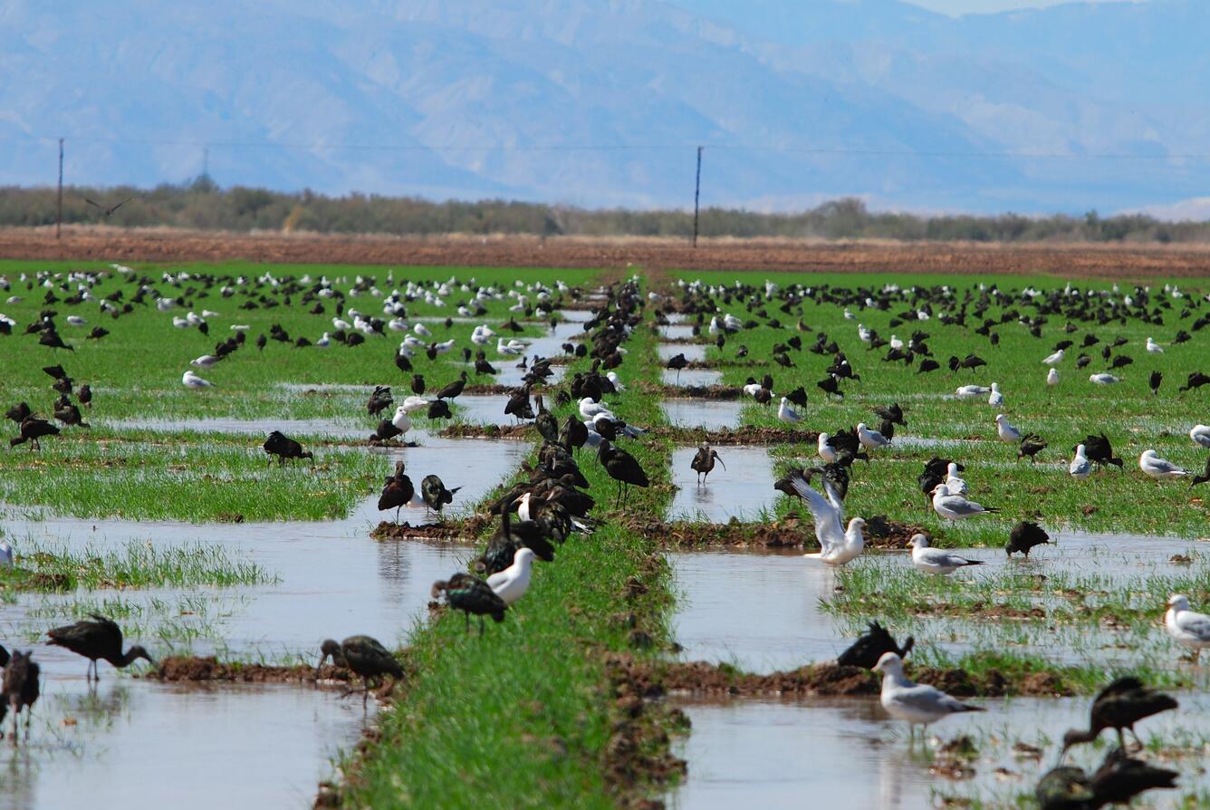 Image: White-faced Ibis and Gulls