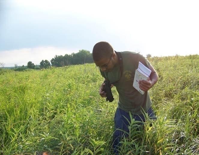 Image: Red-Winged Blackbirds