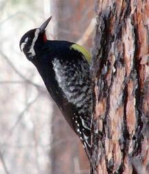 Image: Williamson's Sapsucker