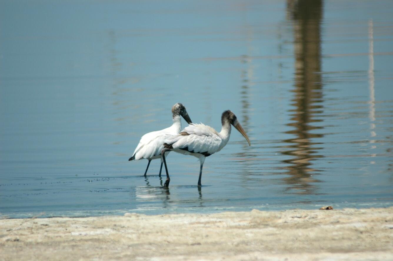 Image: Wood Stork