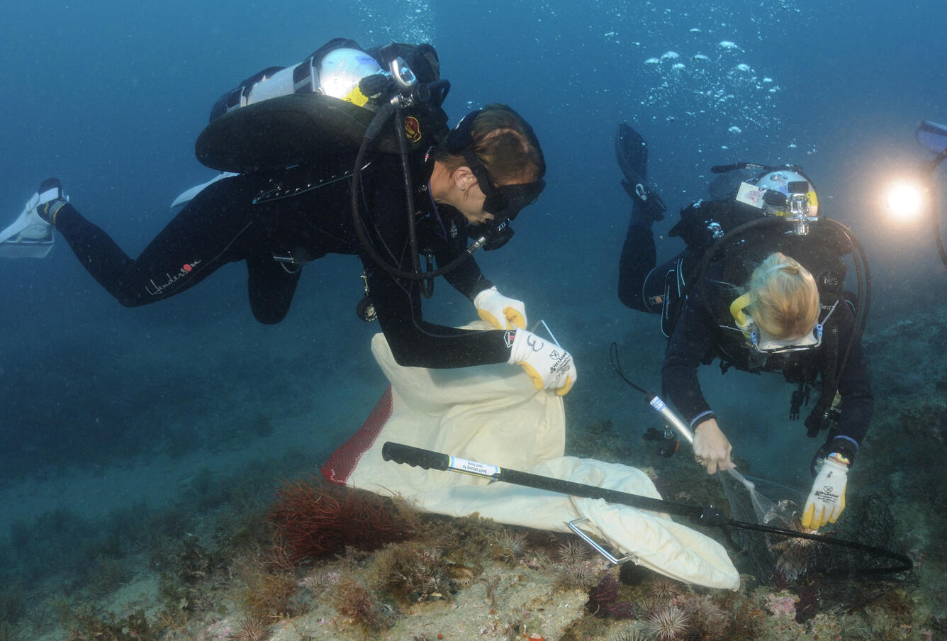 Image: Invasive Lionfish Removal