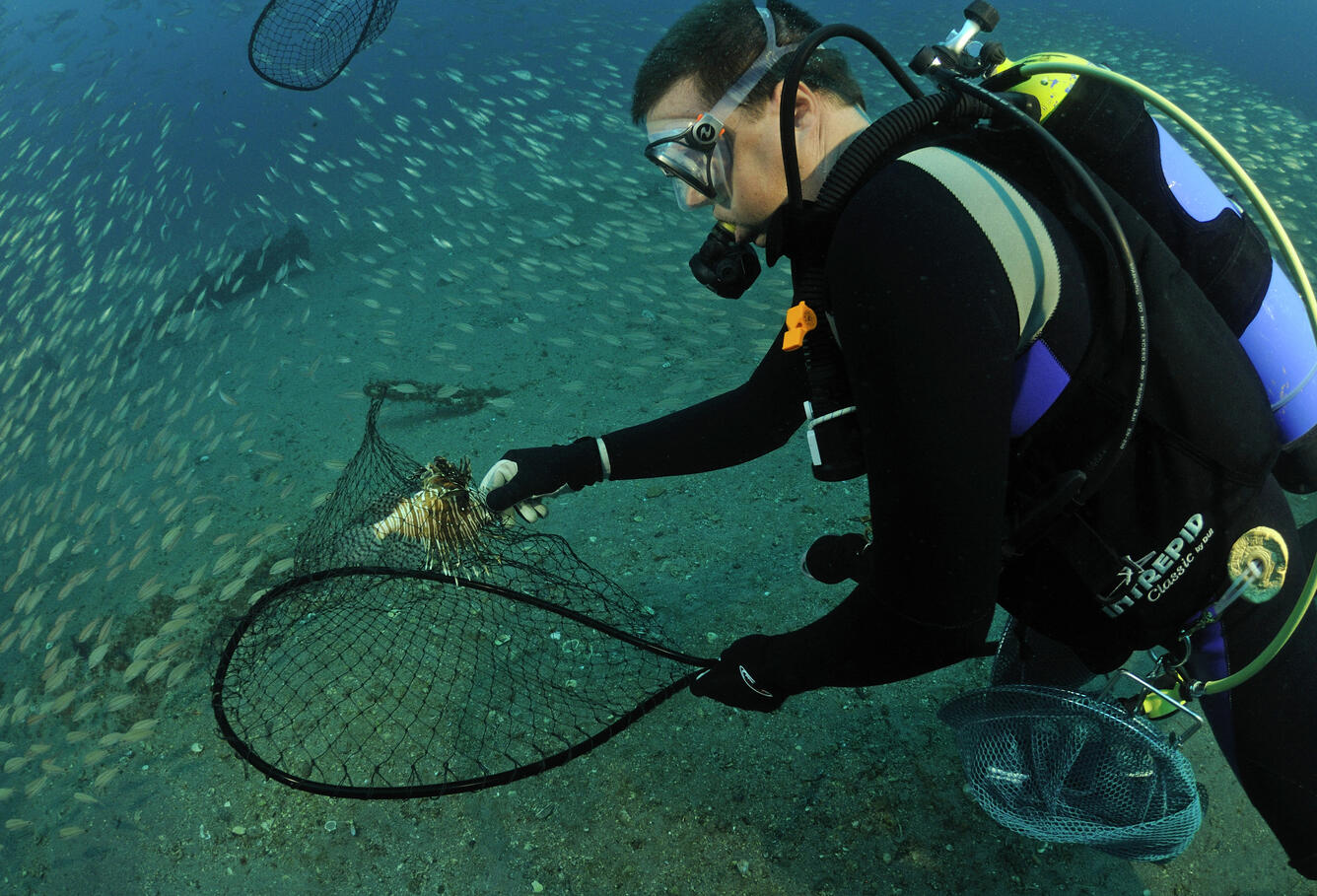 Image: Invasive Lionfish Removal