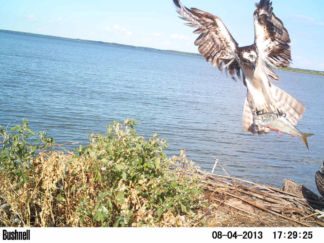 Image: Chesapeake Bay ospreys are healthy despite toxics in their all-fish diet