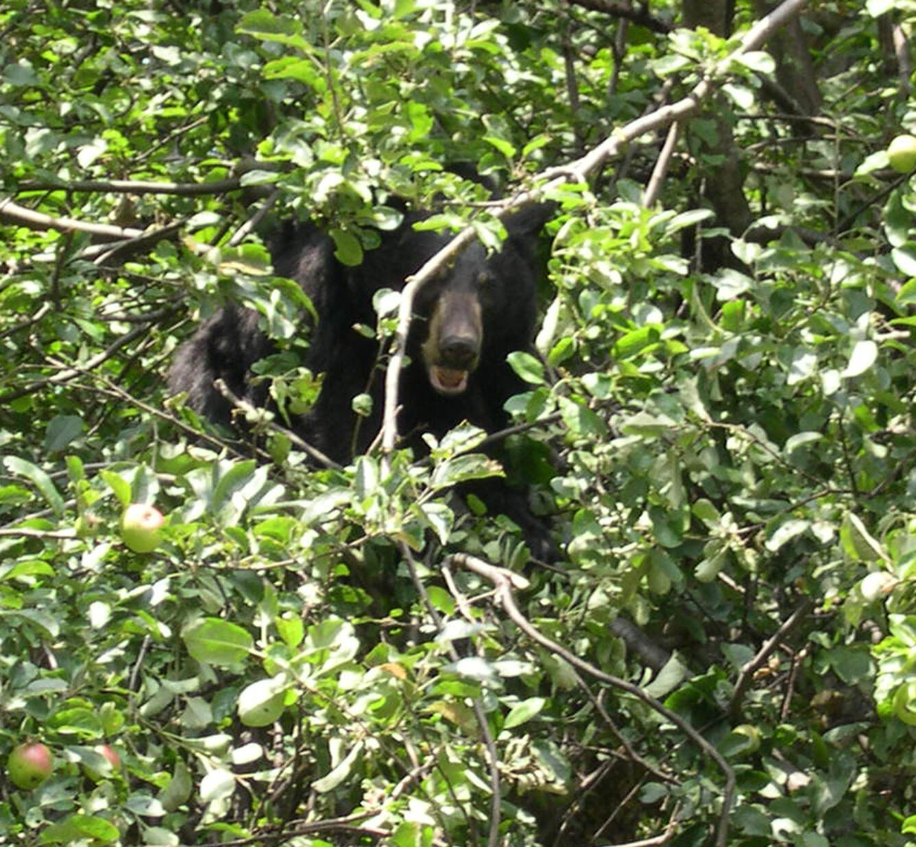 Image: Bear in Apple Tree