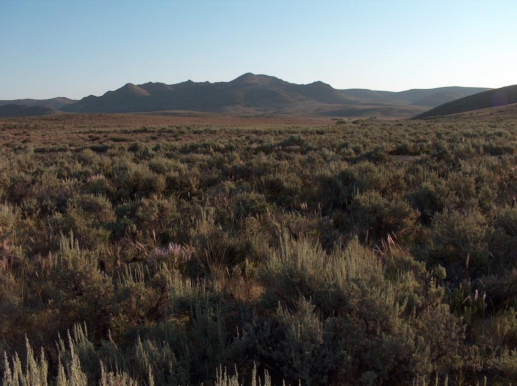 Image: Sagebrush Landscape