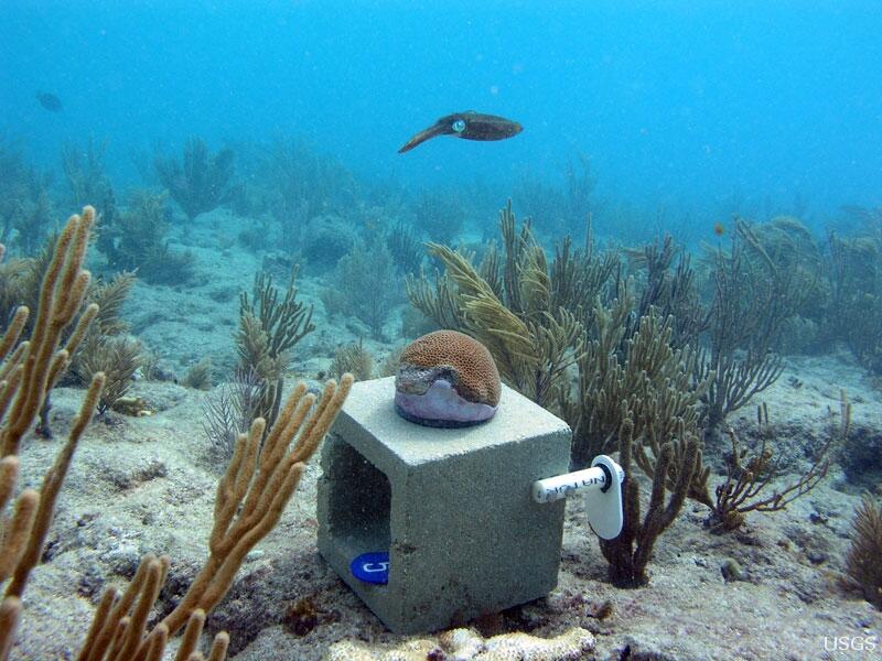 Image: Reef Squid at USGS Monitoring Station