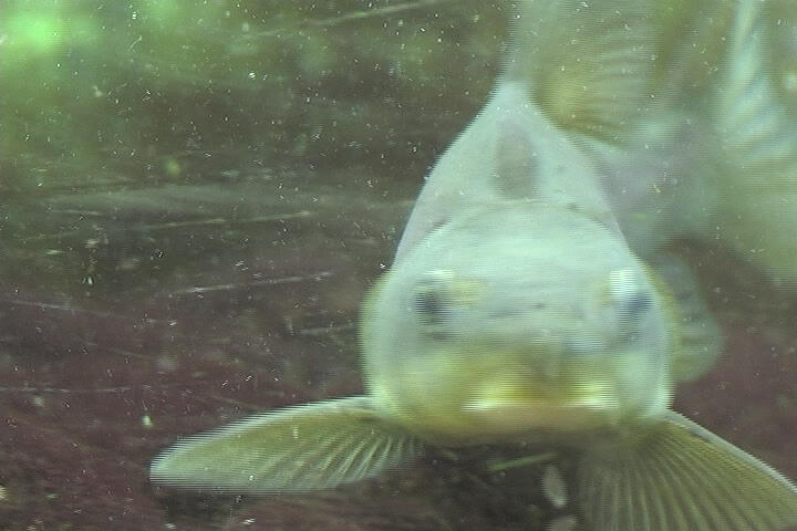 video thumbnail: Recovery Act Project helps Dexter NFH&amp;TC Make Upgrades