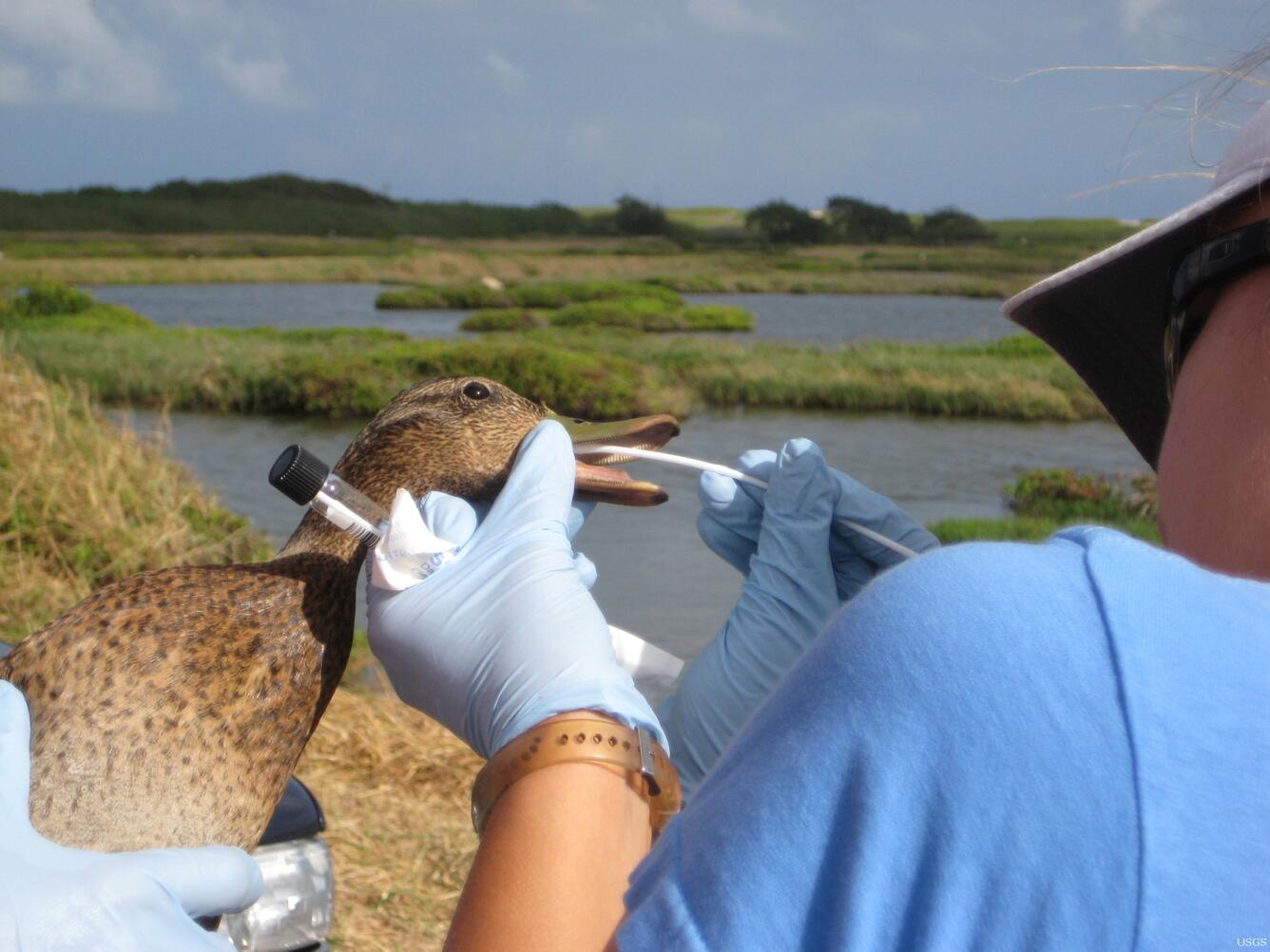 Image: Duck Examination