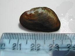 Image: Dwarf Wedgemussel