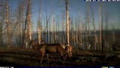 video thumbnail: Elk Licked My Webcam