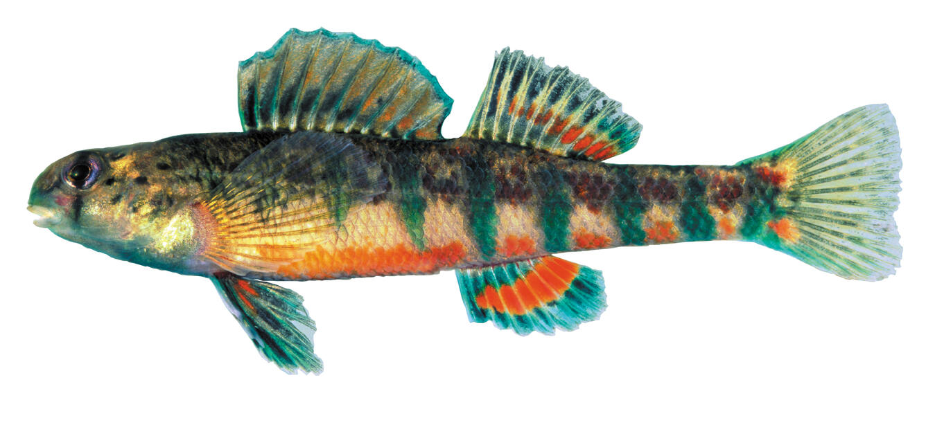 Image: Endangered Holiday Darter