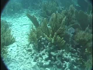 video thumbnail: Florida Keys National Marine Sanctuary