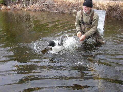 Image: Scientist Releases Common Loon