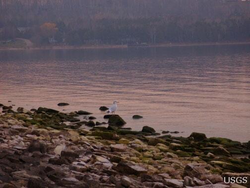 Image: Gull on Rock, Lake Michigan