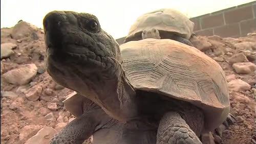 video thumbnail: The Heat is On: Desert Tortoises &amp; Survival (Full Length - Part 1 of 4)