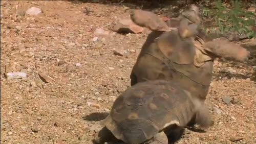 video thumbnail: The Heat is On: Desert Tortoises &amp; Survival (Full Length - Part 4 of 4)