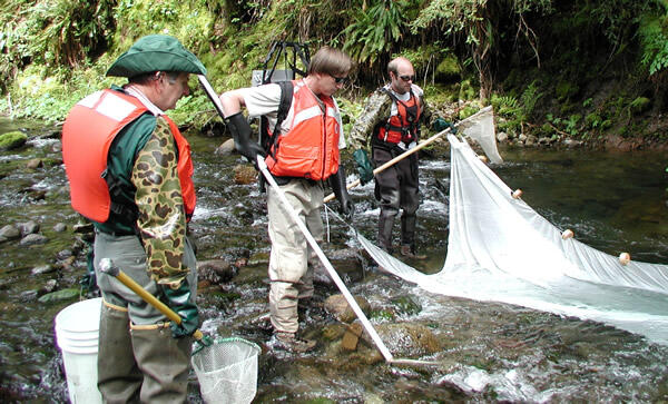 Image: Electrofishing on Lookout Creek
