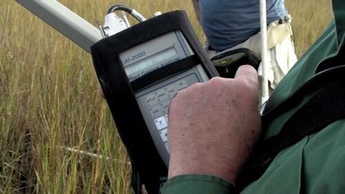 video thumbnail: Coastal Louisiana: Impacts of Hurricanes on Salt Marsh and Mangrove Wetlands