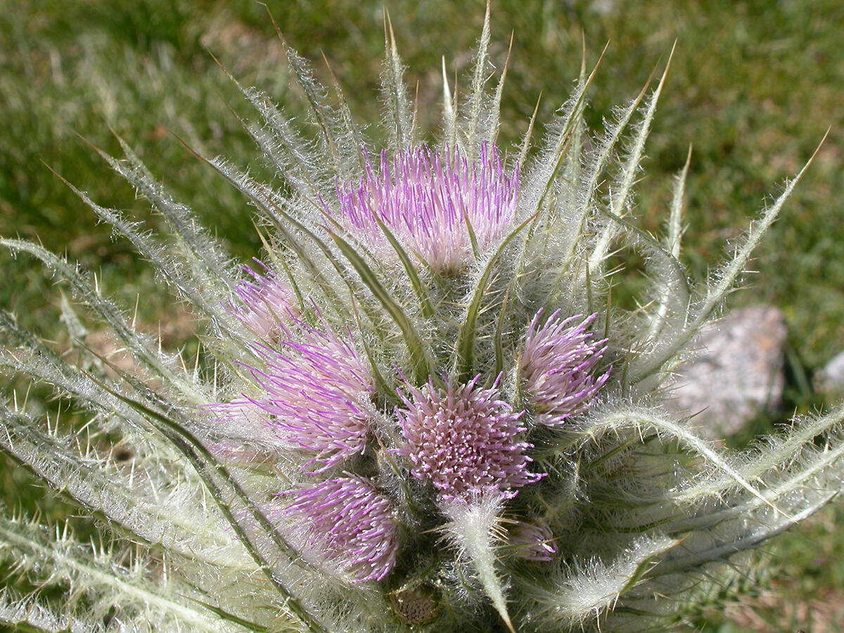 image related to volcanoes. See description