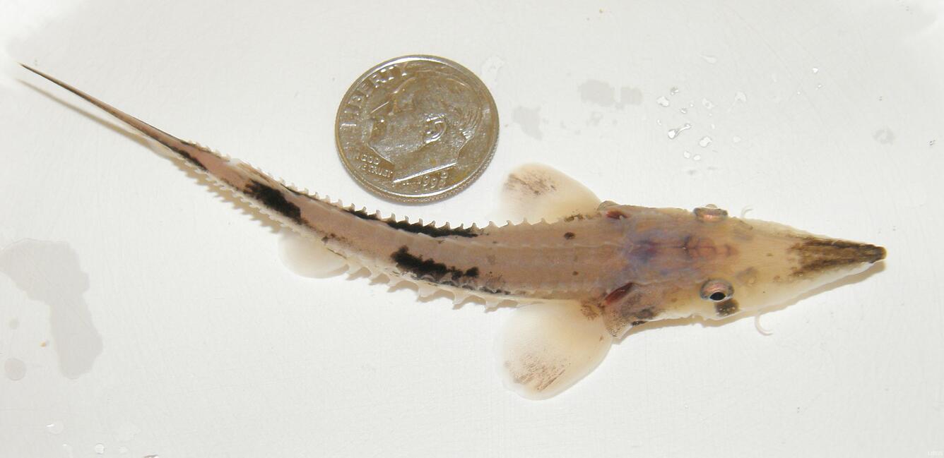 Image: Juvenile Lake Sturgeon