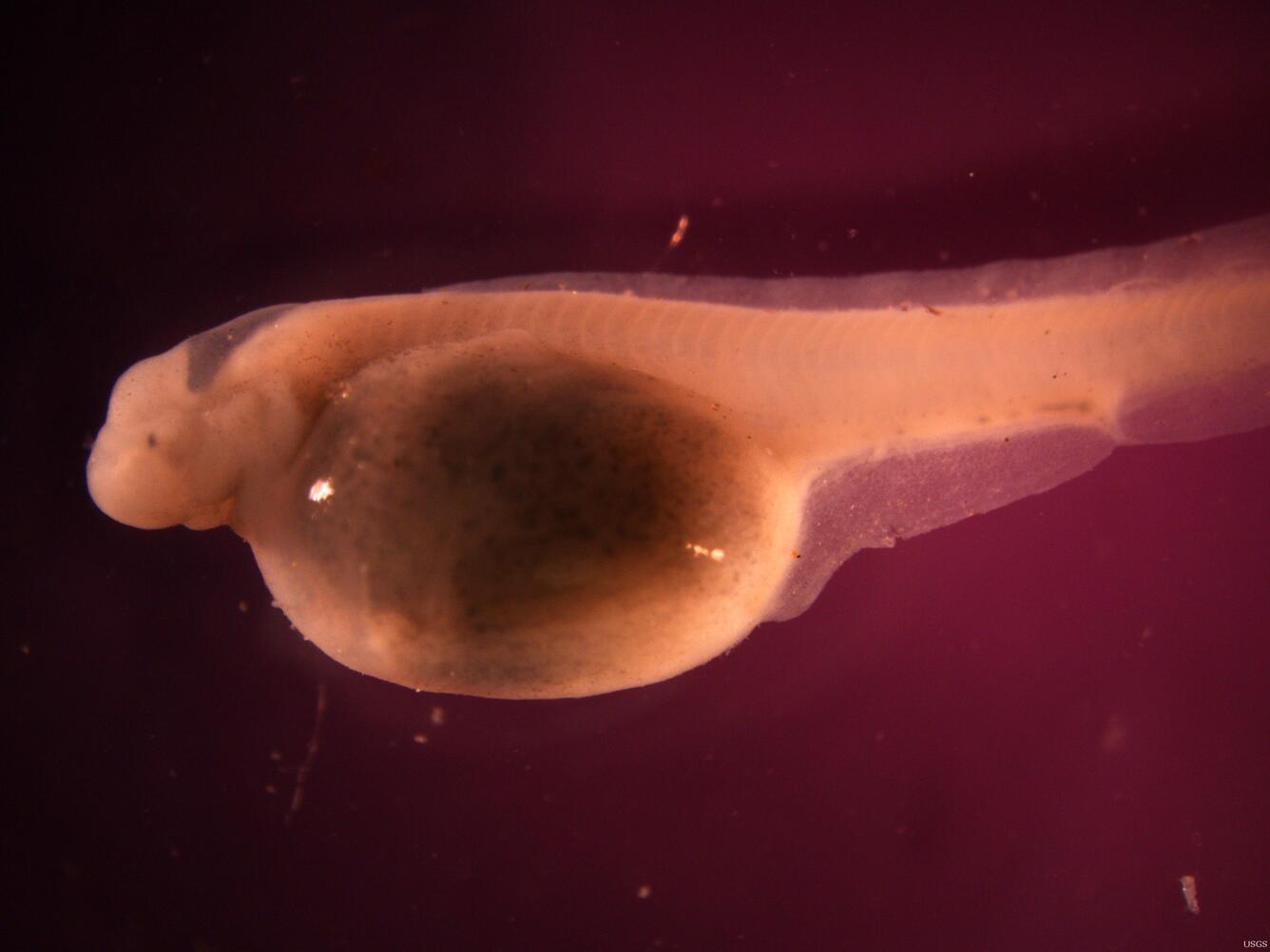 Image: Larval Sturgeon