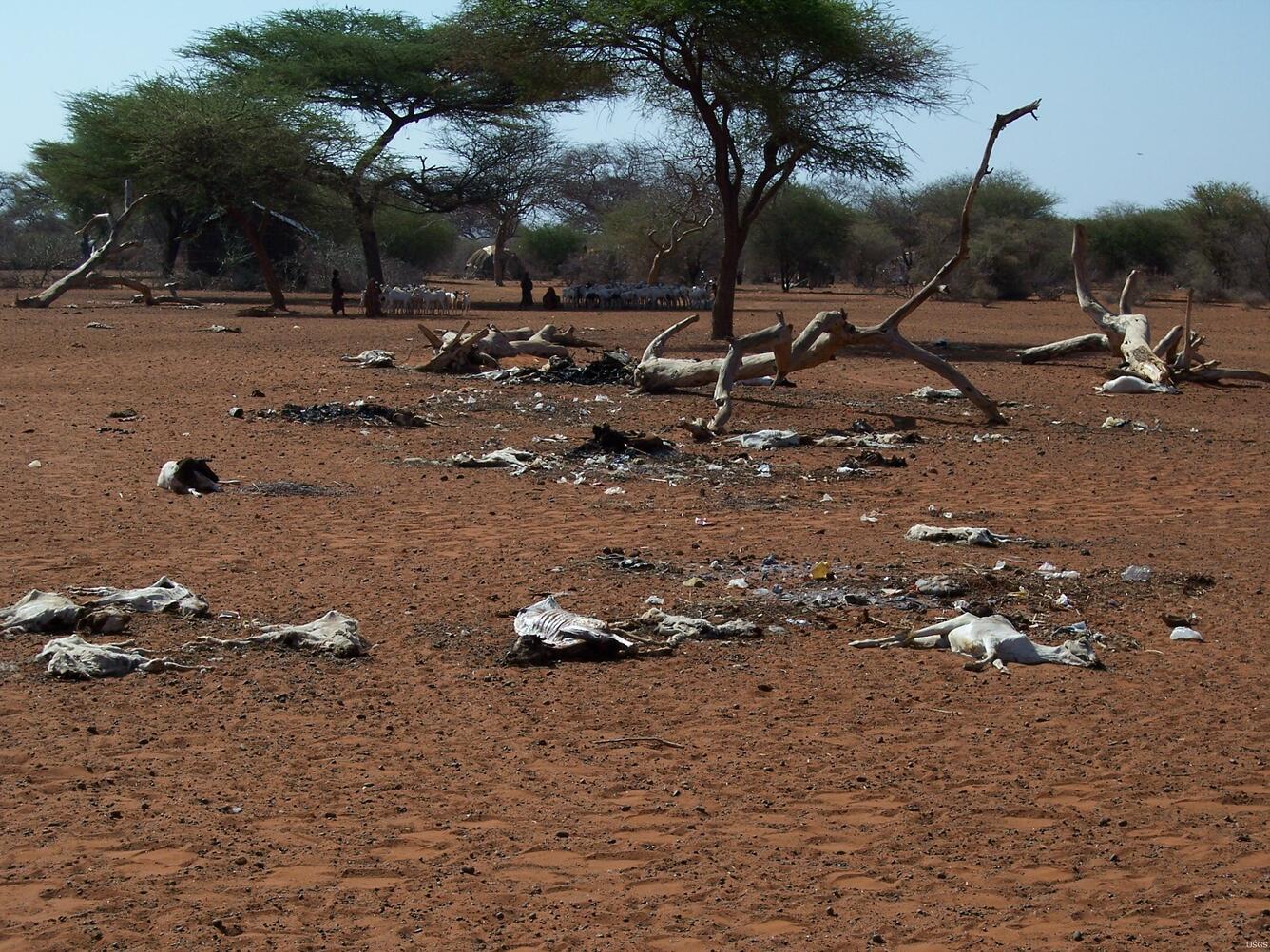 Image: Drought Impacts to Livestock in Somalia