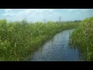video thumbnail: Invasive Species Removal at Arthur R. Marshall Loxahatchee National Wildlife Refuge