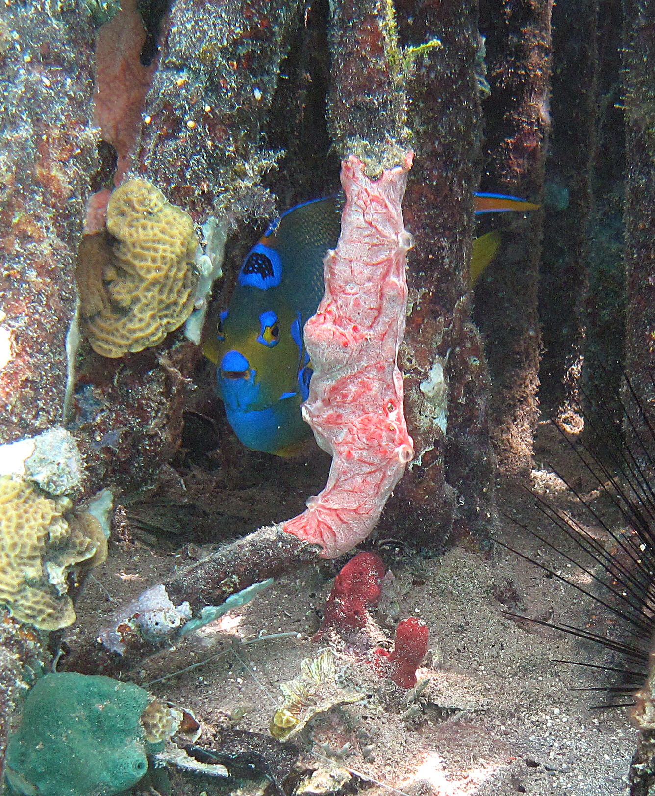 Image: Queen Angelfish Hides in Mangrove Prop Roots