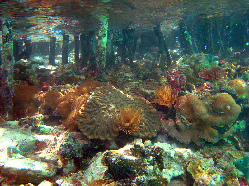 Image: Structural Framework of Coral Reefs at Hurricane Hole, VI