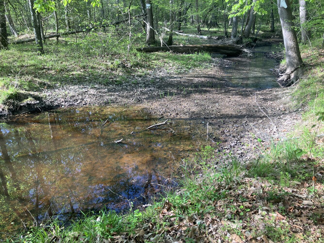 A dried-up stream in a forest.