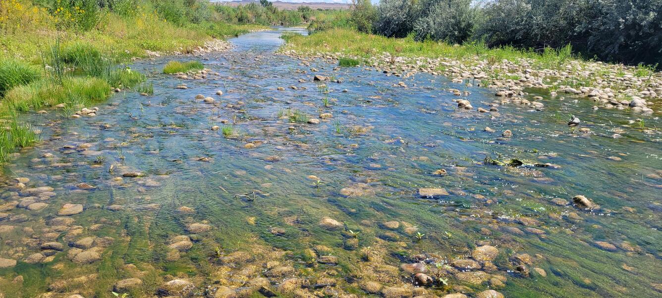 This is a wide shallow stream with cobble bottom with lots of algal growth in stream. Grassy riparian banks flank both sides.