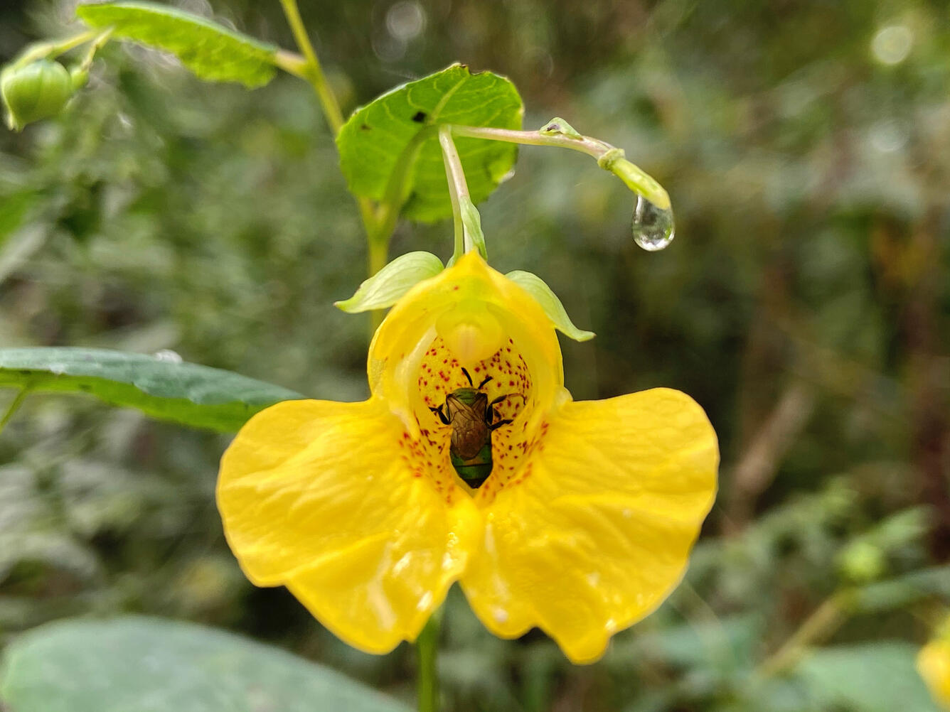 Bee Inside a Yellow Jewelweed Flower 