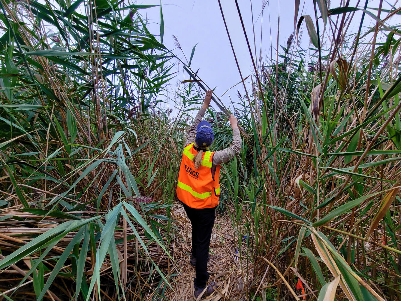 Researcher Measuring the Height of Invasive Phragmites