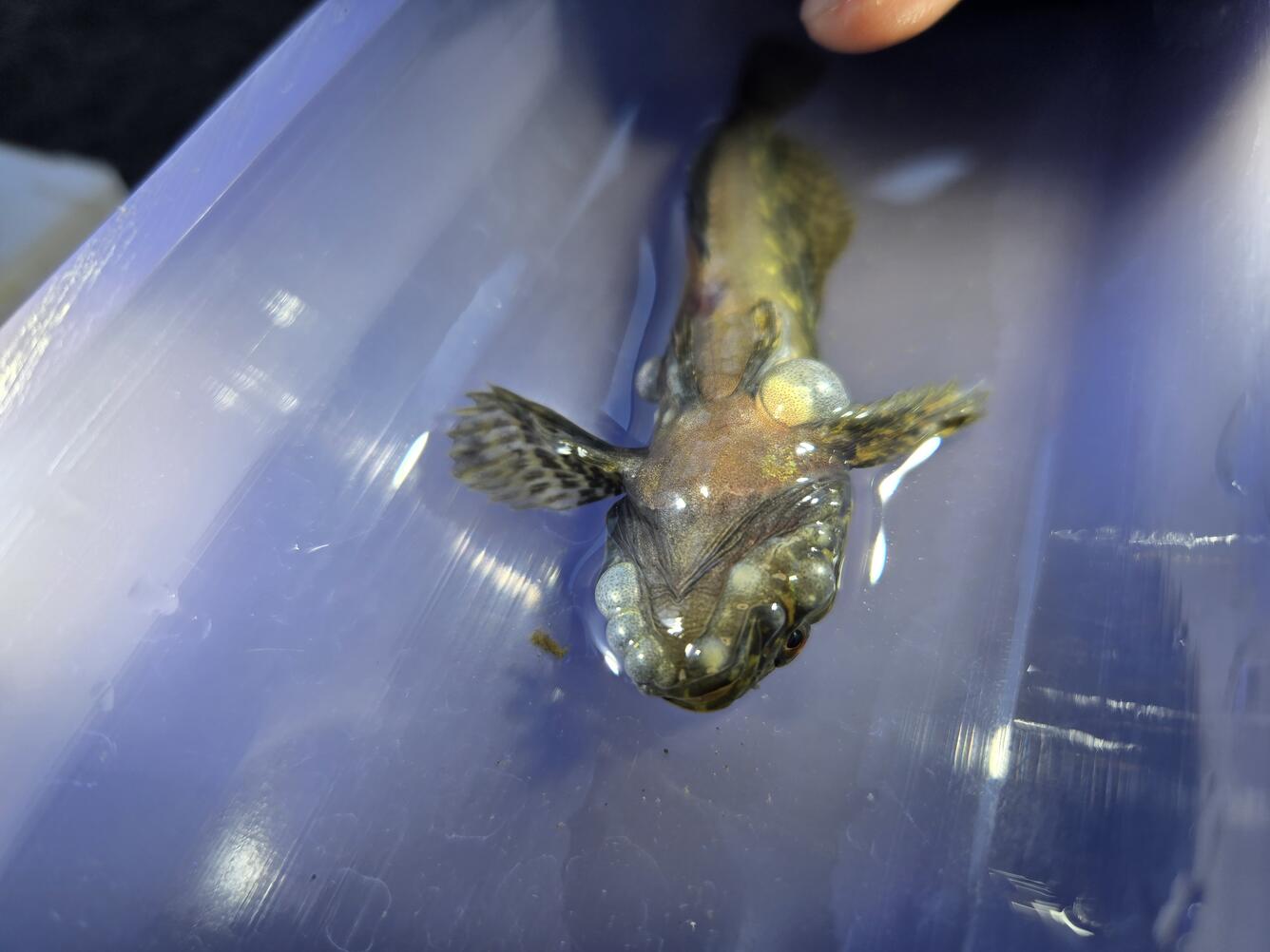 fish with gas bubble trauma upside down on blue surface