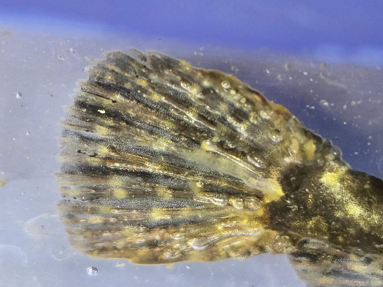 brown and yellow fish fin with gas bubbles