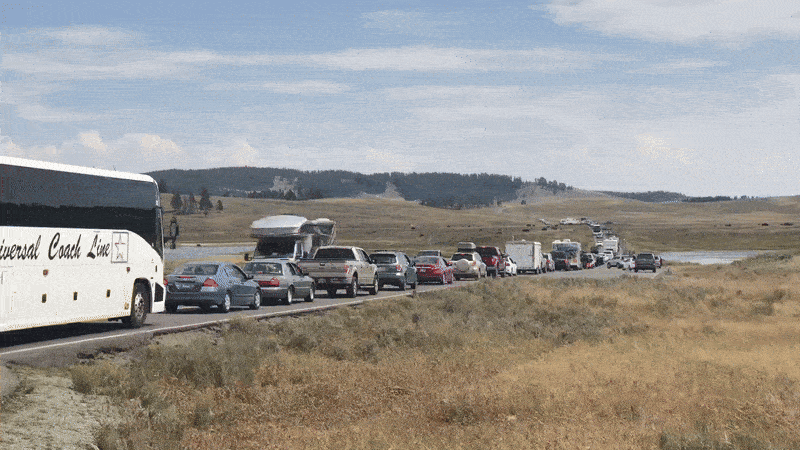 Wildlife jam in Hayden Valley, Yellowstone National Park