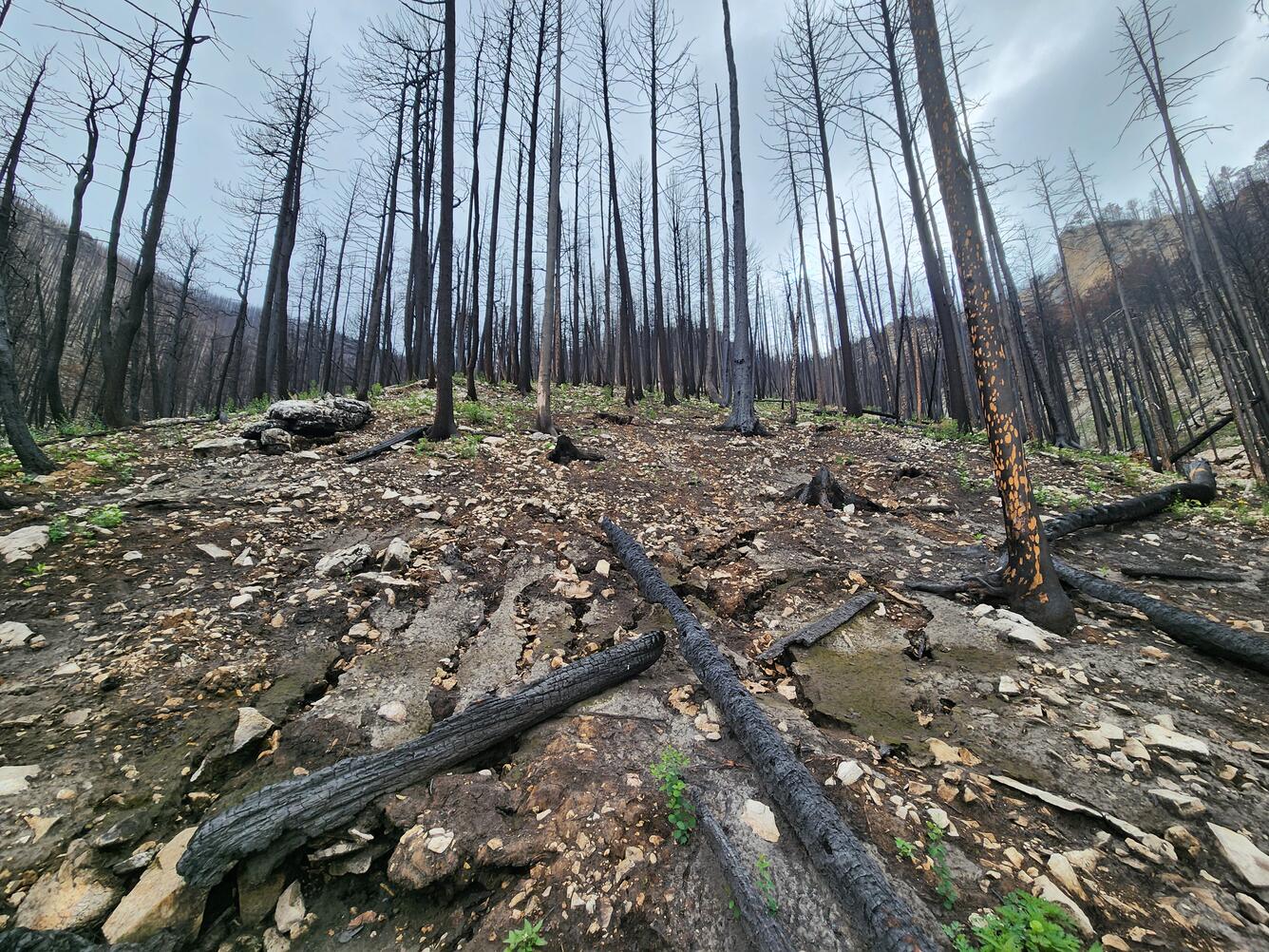burned trees on a hillslope that has been eroded by rain water