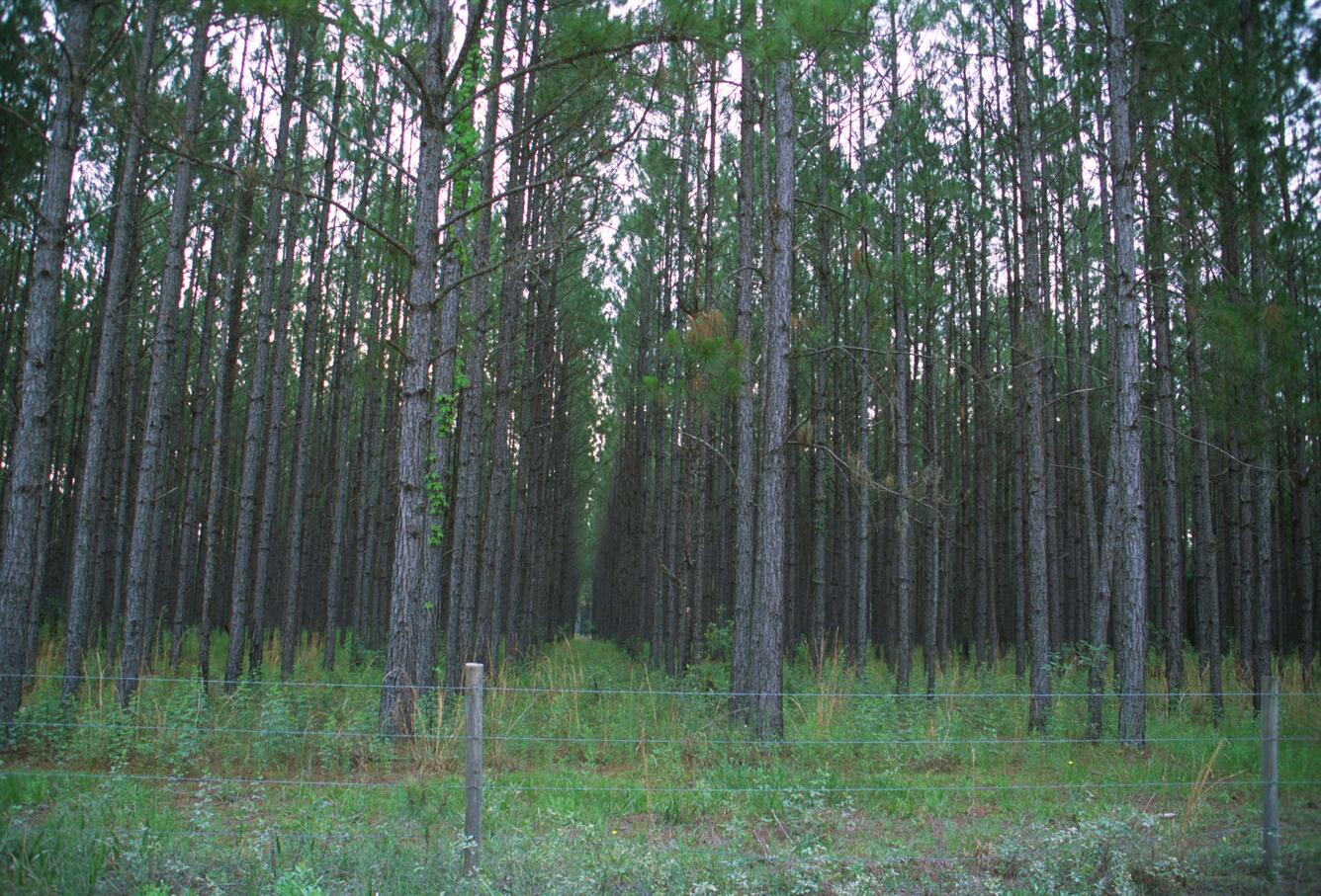 A thick stand of pine trees