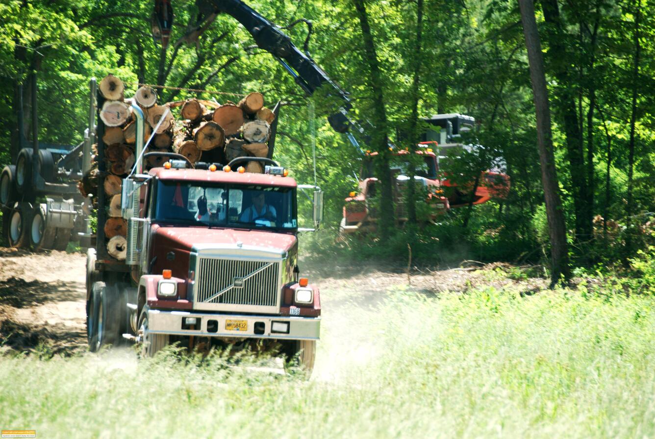 A photo of a truck being loaded with cut trees