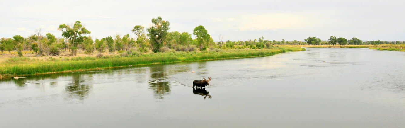 Image of a bull moose crossing the Green River with a green riverbank behind him. 