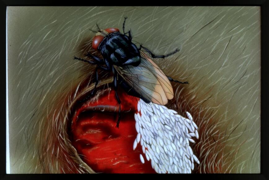 A drawing of a large fly-looking object with opaque wings and white larvae on an open wound. 